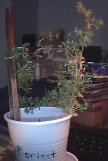 Name:  30.JPG
Views: 17649
Size:  18.9 KB