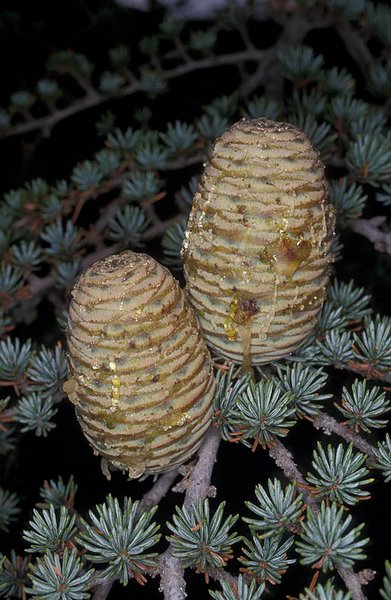 Name:  Cedrus Brevifolia.jpg
Views: 11092
Size:  68.1 KB