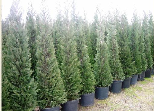 Name:  leylandii.JPG
Views: 38627
Size:  45.6 KB
