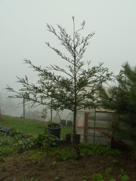 Name:  sekoya20110402.jpg
Views: 1201
Size:  56.7 KB