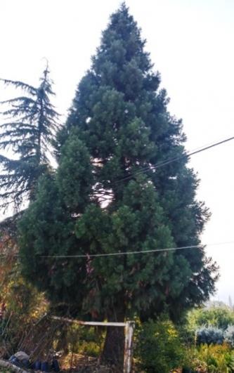 Name:  sequoiabykyeniky.jpg
Views: 909
Size:  29.0 KB