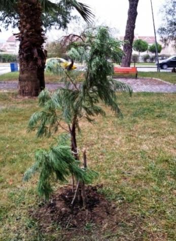 Name:  sequoiagaziemir1.jpg
Views: 872
Size:  40.8 KB