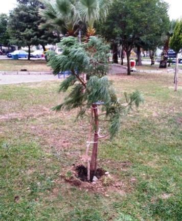 Name:  sequoiagaziemir2.jpg
Views: 1157
Size:  38.2 KB