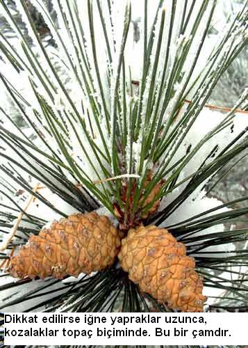 Name:  pinus%20nigra[1].jpg
Views: 60548
Size:  53.1 KB