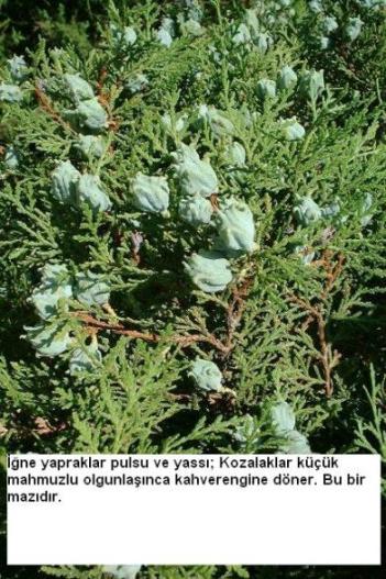 Name:  Thuja%20occidentalis[1].jpg
Views: 64951
Size:  54.6 KB