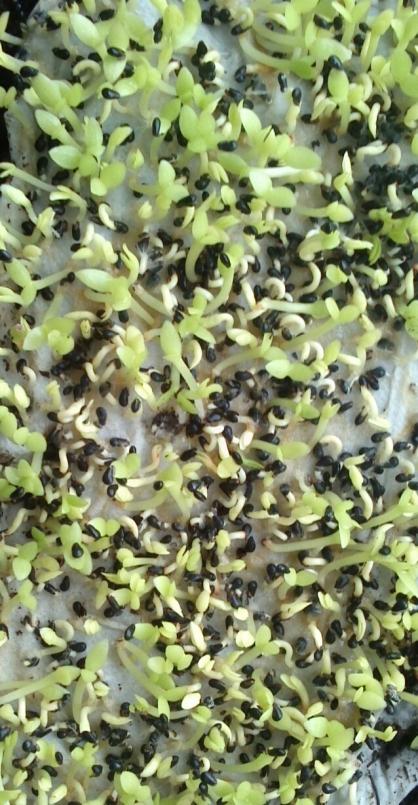 Name:  aviary_1359125284634.jpg
Views: 5269
Size:  79.0 KB
