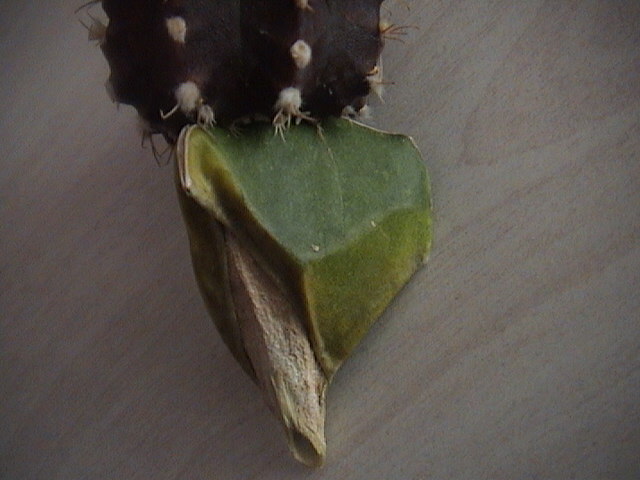 Name:  DSC00102.JPG
Views: 8144
Size:  60.2 KB