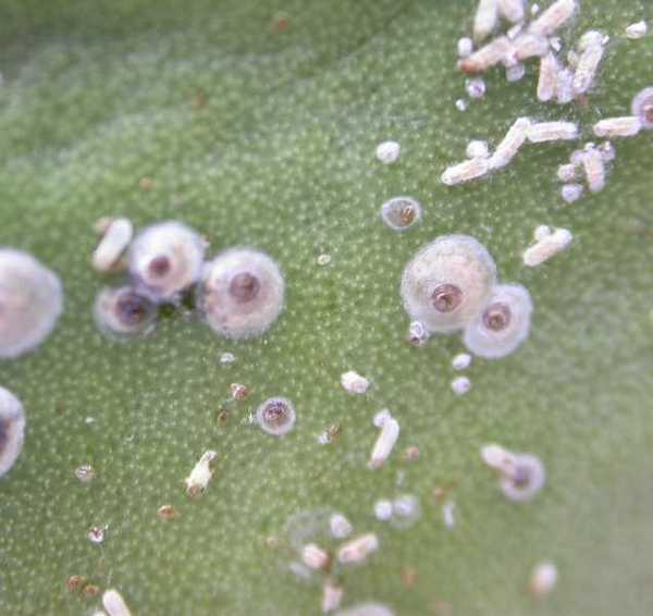 Name:  Cacti_and_Succulents2090[1].jpg
Views: 80626
Size:  29.3 KB