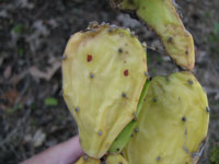 Name:  dessication_opuntia_a_200[1].jpg
Views: 77273
Size:  8.2 KB