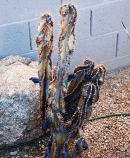 Name:  frost[1].jpg
Views: 77061
Size:  32.5 KB