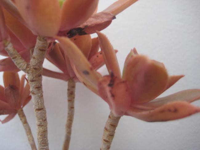 Name:  Aeonium decorum.jpg
Views: 70115
Size:  24.8 KB