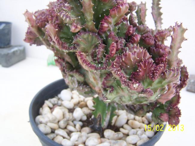 Name:  004.jpg
Views: 13807
Size:  48.0 KB