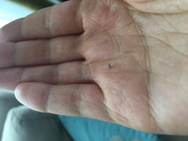 Name:  IMG_6029.jpg
Views: 5663
Size:  29.5 KB