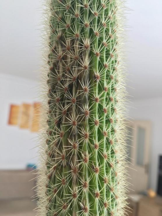 Name:  IMG_5999.jpg
Views: 5641
Size:  67.4 KB