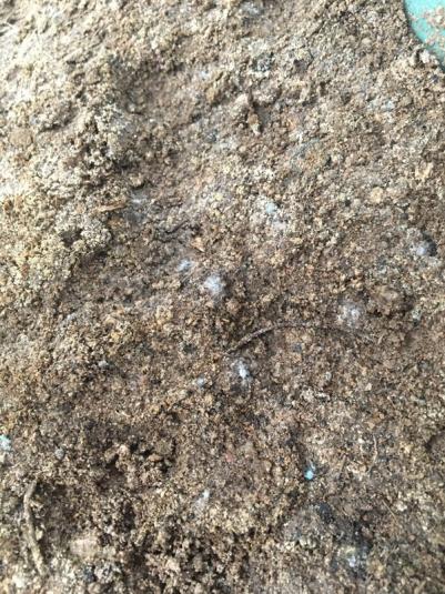 Name:  IMG_6019.jpg
Views: 5568
Size:  75.8 KB