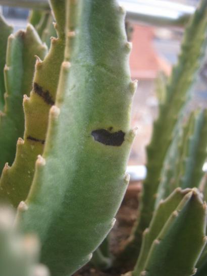 Name:  s. gigantea1.jpg
Views: 821
Size:  23.9 KB