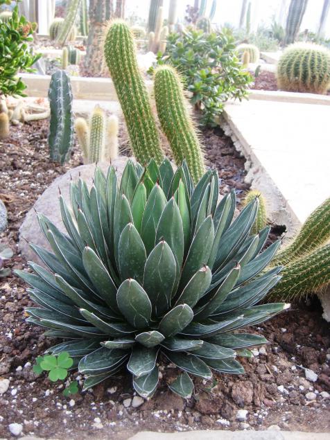 Name:  agave victoria reginae nal kakts.jpg
Views: 18052
Size:  76.3 KB