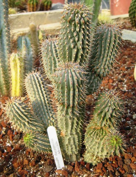 Name:  hoodia husabensis nambia.jpg
Views: 10380
Size:  79.6 KB