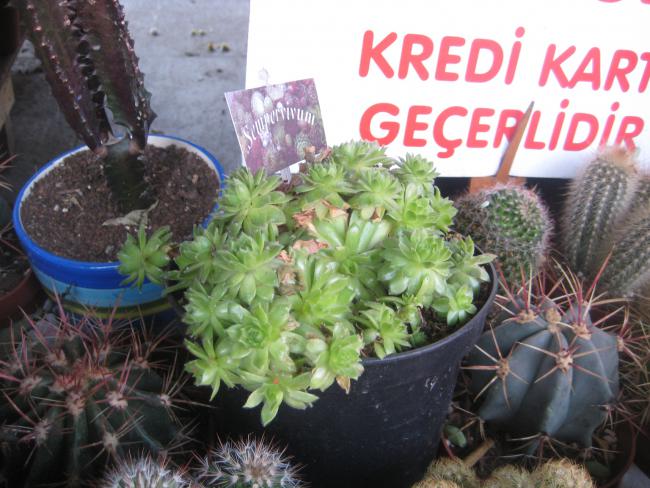 Name:  15 TEMMUZ 2011 bitkiler 040.jpg
Views: 8248
Size:  57.3 KB