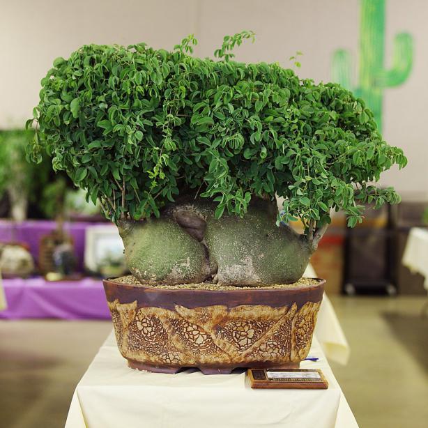 Name:  Adenia glauca, Best Caudiciform, Peter W..jpg
Views: 4042
Size:  71.0 KB