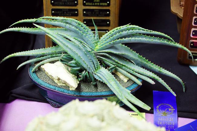 Name:  Aloe suprafoliata, Best aloe, Hannah N.jpg
Views: 4144
Size:  52.2 KB