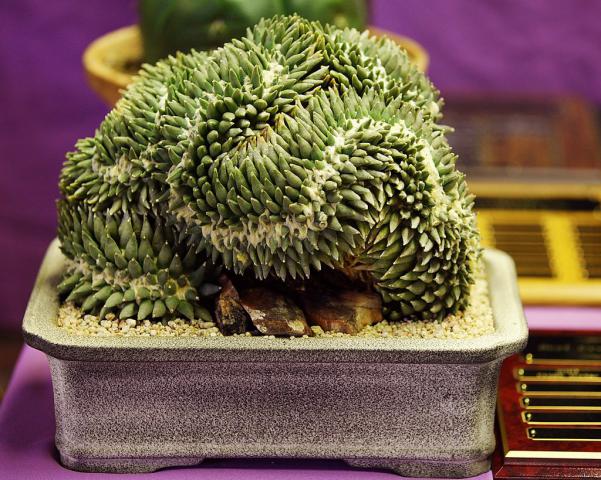 Name:  Ariocarpus retusus, Best Crest, Willaim M.jpg
Views: 4224
Size:  71.7 KB