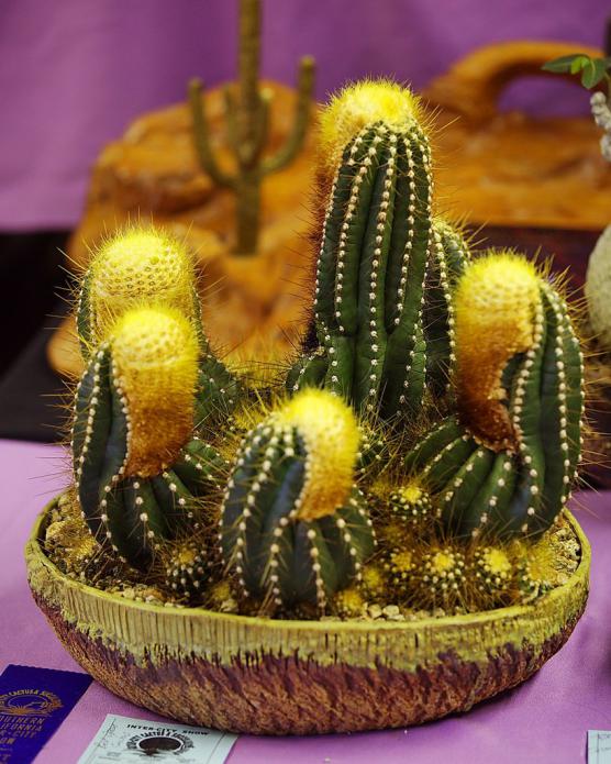 Name:  Buningia brevicyllindrica, Best Open Cactus, William M.jpg
Views: 6747
Size:  74.1 KB