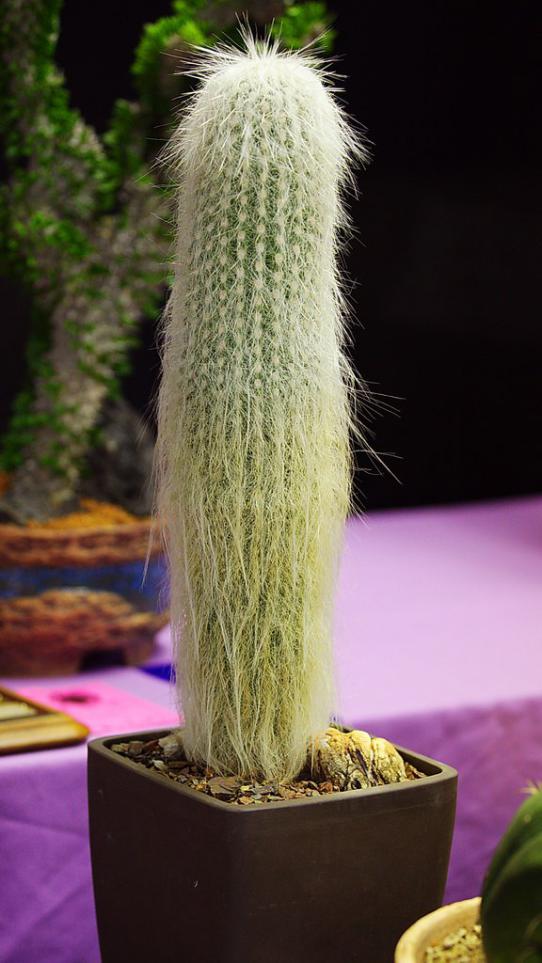 Name:  Cephalocereus senilis, Best Cereus, Karen O.jpg
Views: 4957
Size:  68.7 KB