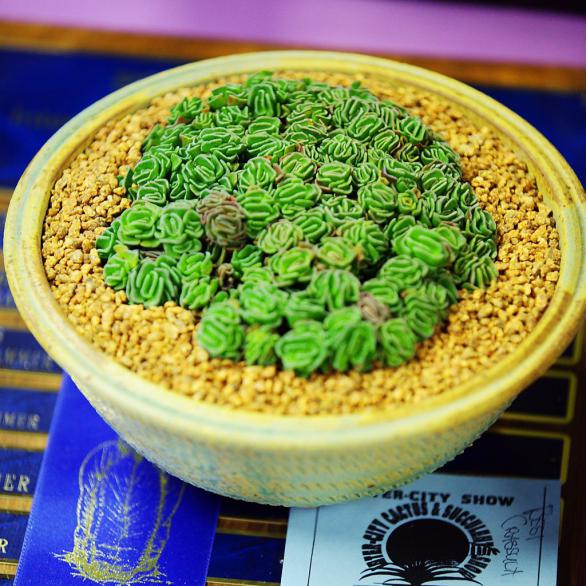 Name:  Crassula susannae, Best Crassula, Larry G.jpg
Views: 3994
Size:  73.4 KB