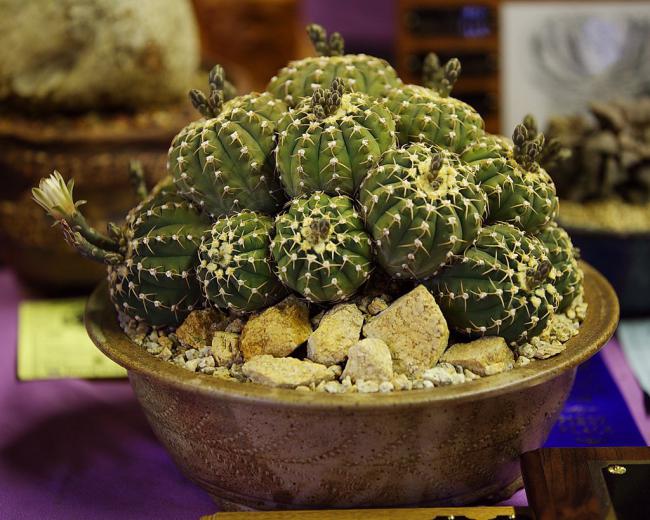Name:  Gymnocalycium ocoterenae, Best Gymnocalycium, William M.jpg
Views: 1688
Size:  64.2 KB