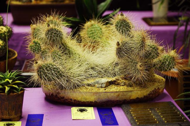 Name:  Opuntia erinacea, Best Opuntia, Charlie-Debbie B.jpg
Views: 2205
Size:  67.4 KB