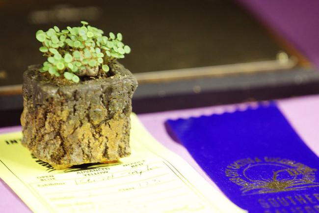 Name:  Peperomia macrorhzia, Best Miniature, Keith T.jpg
Views: 2196
Size:  34.8 KB