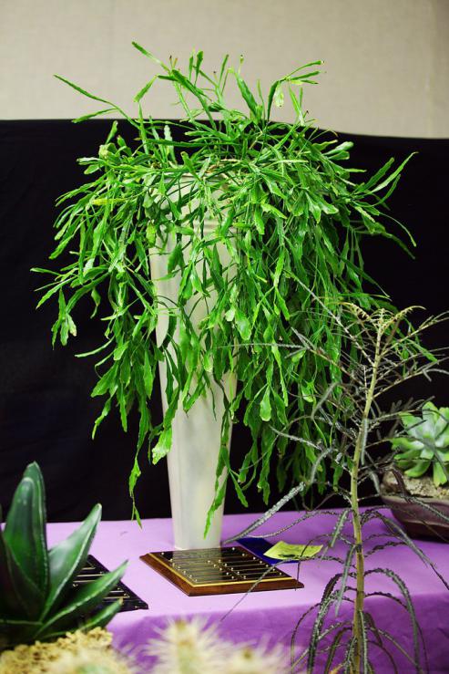 Name:  Rhipsalis occidentalis, Best Epiphytic Cactus, Jim N.jpg
Views: 2061
Size:  79.2 KB