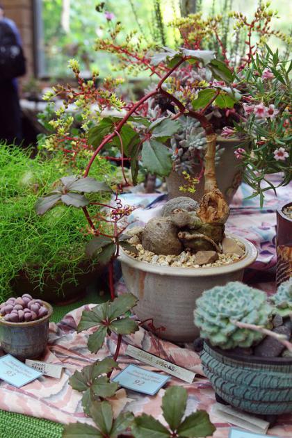 Name:  Cyphostemma hardyi x juttae.jpg
Views: 2352
Size:  65.1 KB