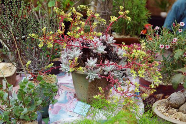 Name:  Dudleya hassi.jpg
Views: 2078
Size:  71.3 KB