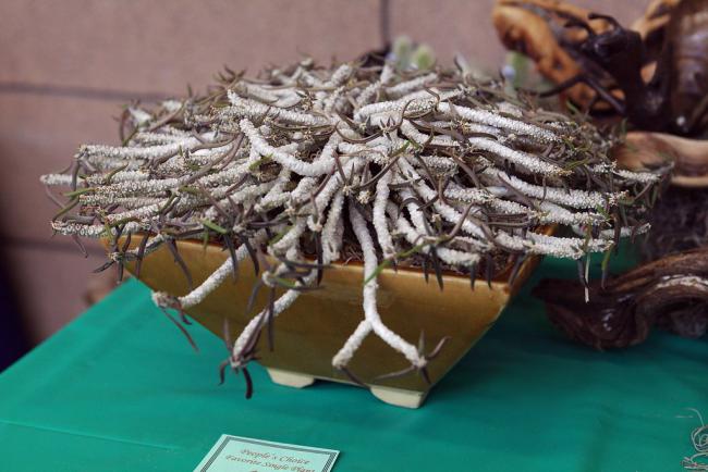 Name:  Euphorbia cylindrifolia.jpg
Views: 2303
Size:  46.0 KB