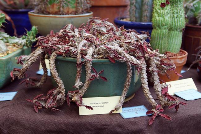 Name:  Euphorbia decaryi.jpg
Views: 2048
Size:  59.8 KB