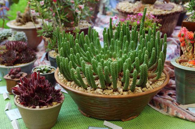 Name:  Euphorbia inermis.jpg
Views: 2437
Size:  67.2 KB