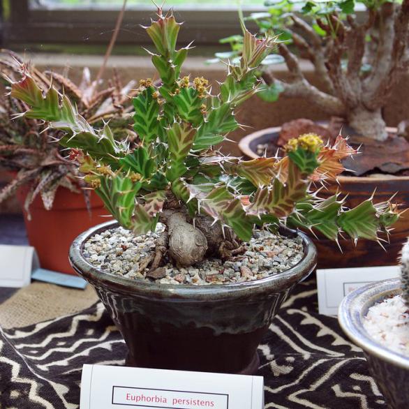 Name:  Euphorbia persistens.jpg
Views: 1968
Size:  73.3 KB