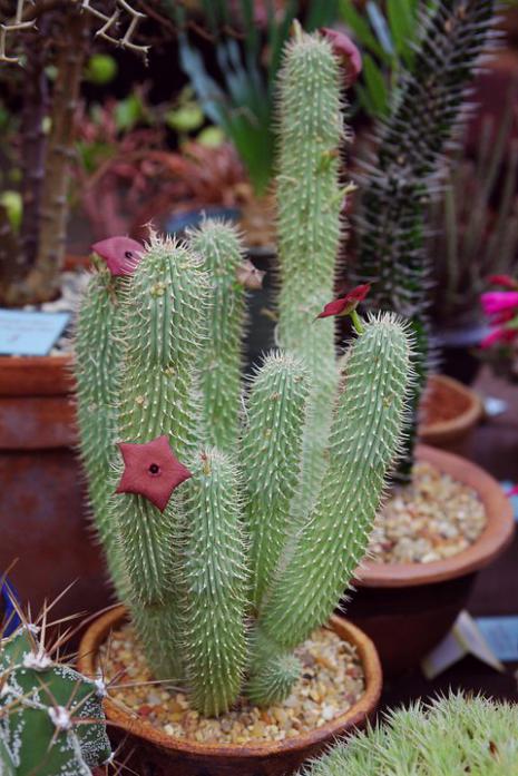 Name:  Hoodia species.jpg
Views: 1645
Size:  61.5 KB