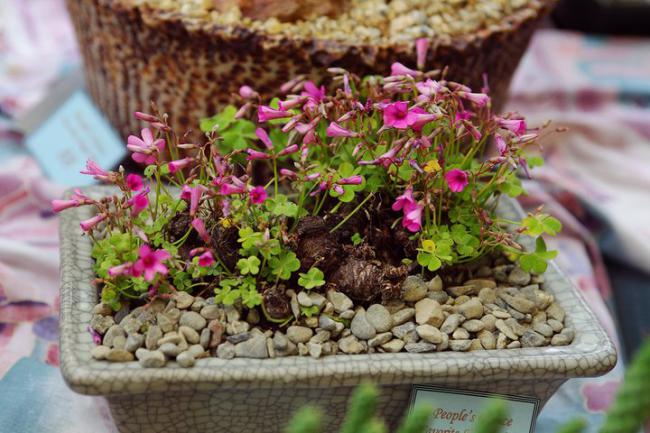 Name:  Oxalis species.jpg
Views: 1632
Size:  57.1 KB