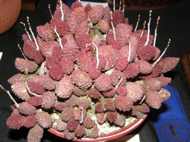 Name:  Adromiscus marianae cv. Red Coral.jpg
Views: 1753
Size:  70.7 KB