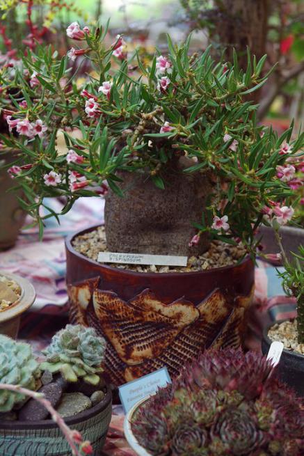 Name:  Pachypodium bispinosum.jpg
Views: 2009
Size:  63.4 KB