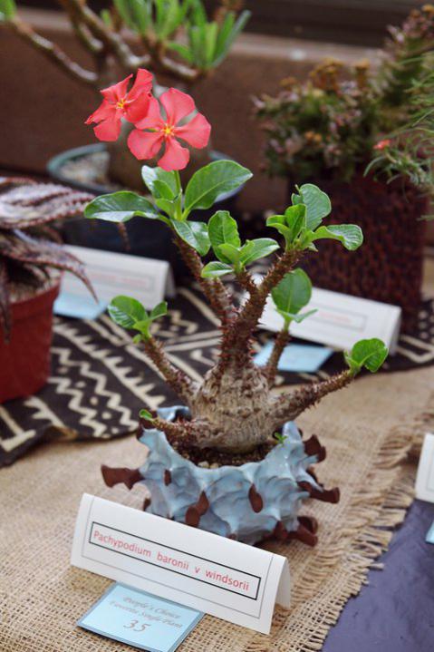 Name:  Pachypodium windsorii.jpg
Views: 2097
Size:  57.5 KB