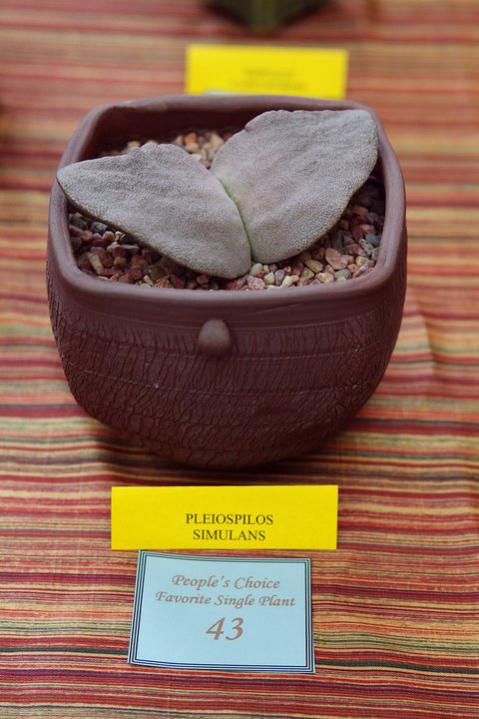 Name:  Pleiospilos simulans.jpg
Views: 1562
Size:  53.5 KB
