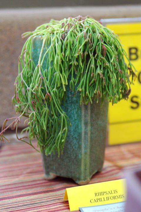 Name:  Rhipsalis capilliformis.jpg
Views: 2159
Size:  56.8 KB