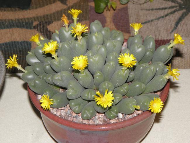 Name:  Conophytum.jpg
Views: 1631
Size:  48.2 KB