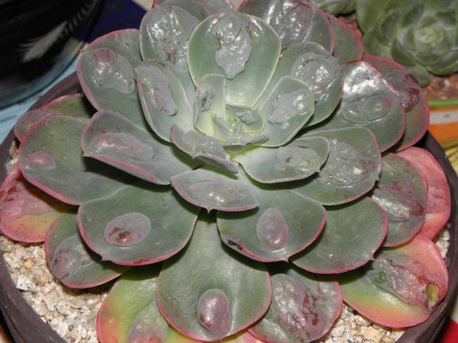 Name:  Echeveria cv. Raindrops - Jerry W..jpg
Views: 1797
Size:  51.4 KB