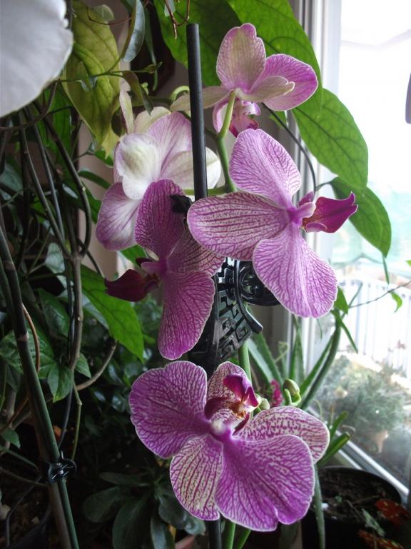 Name:  DSCF6659.jpg
Views: 2634
Size:  74.3 KB