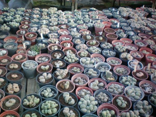 Name:  000_0001.jpg
Views: 5922
Size:  70.0 KB